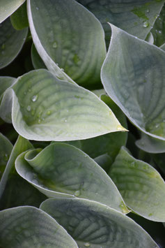 Hosta Hybride 'Candy Hearts'