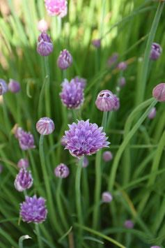 Allium schoenoprasum, Schnittlauch