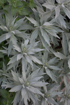 Artemisia ludoviciana var. albula 'Valerie Finnis', Silberraute