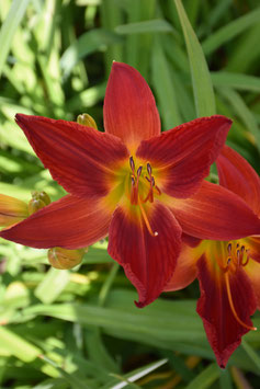 Hemerocallis Hybride 'Top Priority', Taglilie