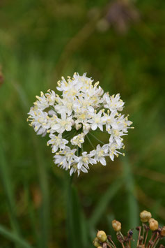 Allium albidum, weißer Zierlauch