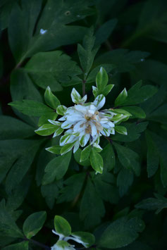 Anemone nemorosa 'Multiplicity', Buschwindröschen