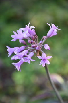 Tulbaghia simmleri, Duftlauch, Kaplilie