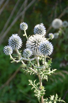 Echinops ritro, Kugeldistel