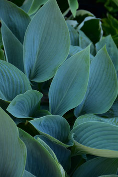 Hosta Hybride 'Canadian Blue'