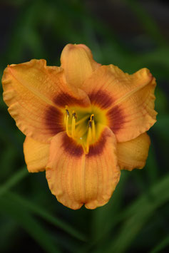 Hemerocallis Hybride 'Bumble Bee', Taglilie