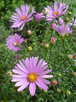 Aster dumosus 'Peter Harrison', Kissenaster