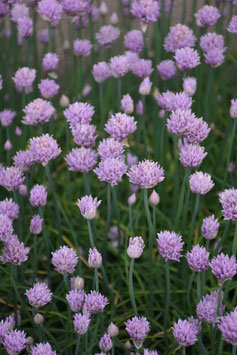 Allium schoenoprasum 'Curley Mauve', Spiral-Schnittlauch