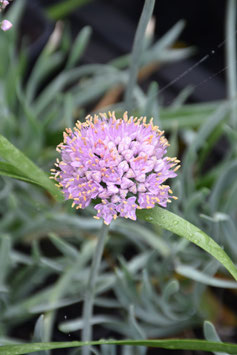 Allium senescens var. glaucum, Blaugrauer Berg-Lauch