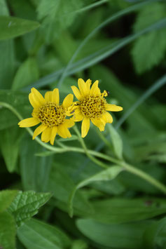 Arnica chamissonis ssp. foliosa, Amerikanische Arnika, Wohlverleih