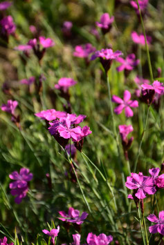 Dianthus carthusianorum Wildform, Karthäusernelke