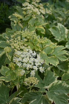 Peucedanum ostruthium 'Daphnis', Meisterwurz