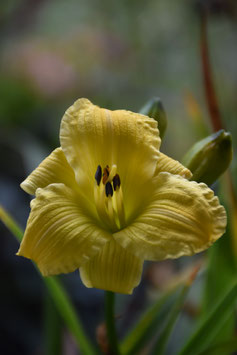 Hemerocallis Hybride 'Bakabana', Taglilie
