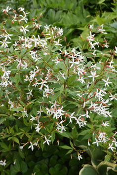 Gillenia trifoliata, Dreiblattspiere