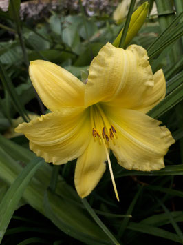 Hemerocallis Hybride 'Big Time Happy'