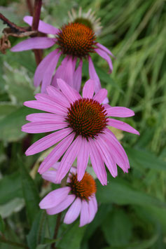 Echinacea purpurea, Purpur-Sonnenhut