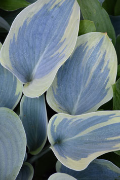 Hosta Hybride 'Sleeping Beauty'