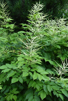Aruncus dioicus, Hoher Wald-Geißbart