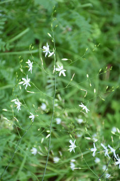 Anthericum ramosum, Ästige Graslilie