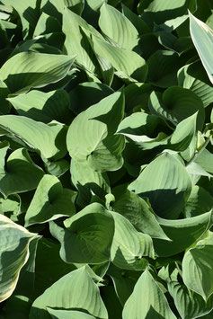 Hosta Hybride 'Special Gift'