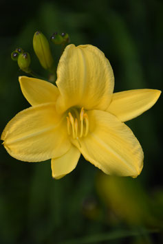 Hemerocallis Hybride 'Rundblick', Taglilie