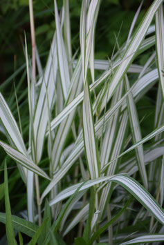 Phalaris arundinacea 'Mervyn Feesey', Glanzgras