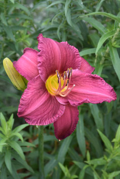 Hemerocallis Hybride 'Berlin Violet', Taglilie