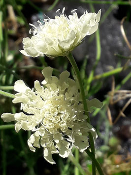 Scabiosa ochroleuca, Gelbe Skabiose