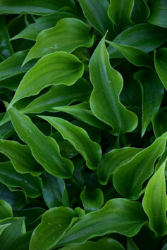 Hosta pulchella