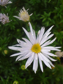 Aster dumosus 'Silberteppich'