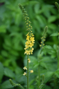 Agrimonia eupatoria, Odermening