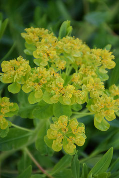Euphorbia palustris, Sumpf-Wolfsmilch