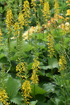 Ligularia stenocephala 'Zepter', Greiskraut, Kerzen-Goldkolben