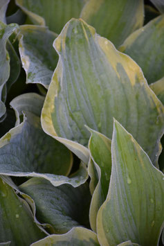 Hosta fortunei 'Stenantha Variegata' ('Fool's Gold')