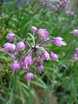 Allium cernuum 'Hidcote', Nickender Lauch