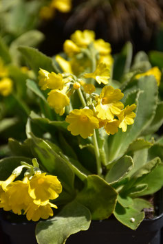 Primula auricula, Alpen-Aurikel