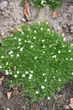 Sagina subulata 'Emil', Sternmoos