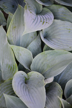 Hosta Hybride 'Valley's Vanilla Sticks'