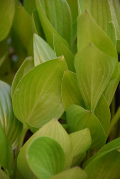 Hosta clausa var. normalis, Korea-Funkie