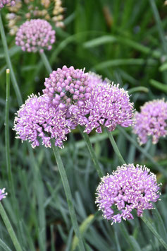 Allium senescens 'Lisa Blue', Berg-Lauch