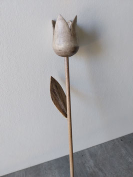 Tulipe 5
