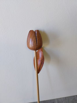 Tulipe 4