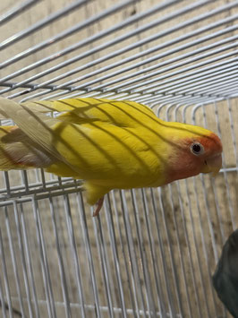 コザクラインコ　ルチノー　盛岡店　販売
