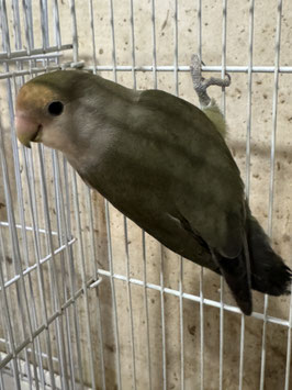 コザクラインコ　盛岡店　販売