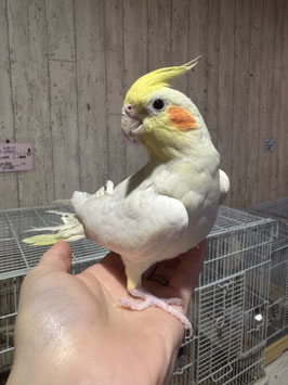 オカメインコ　ルチノー　盛岡店販売