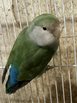 コザクラインコ　盛岡店　販売