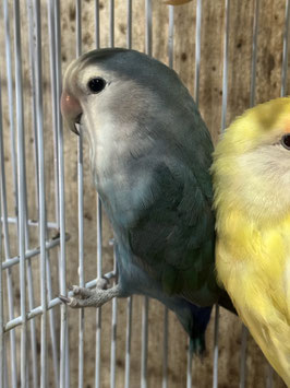 コザクラインコ　ブルーチェリー　盛岡店　販売