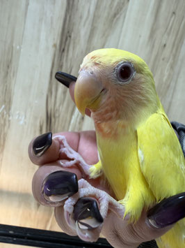 コザクラインコ　ルチノー　栃木店　販売