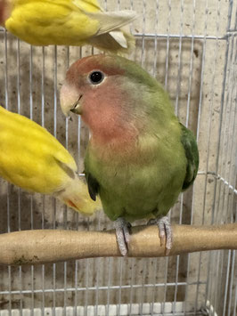 コザクラインコ　OFオパーリン　盛岡店　販売