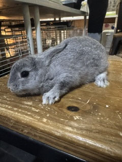 ミニウサギ　盛岡店　販売